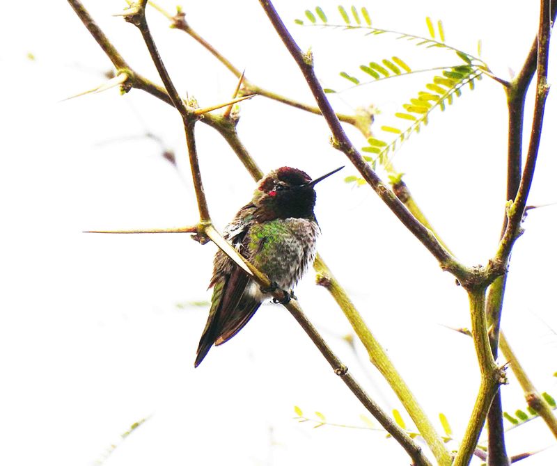 ANNA`S HUMMINGBIRD . THE RIPARIAN PRESERVE . GILBERT . ARIZONA . USA . 23.3.24.jpg