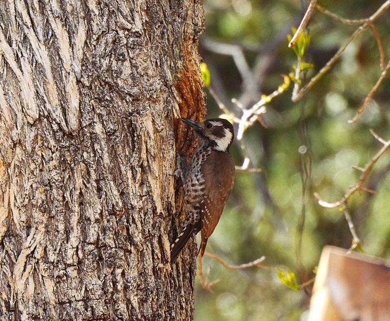 ARIZONA WOODPECKER ( Female ) . THE SANTA RITA LODGE . ARIZONA . USA . 18.3.24 ..jpg