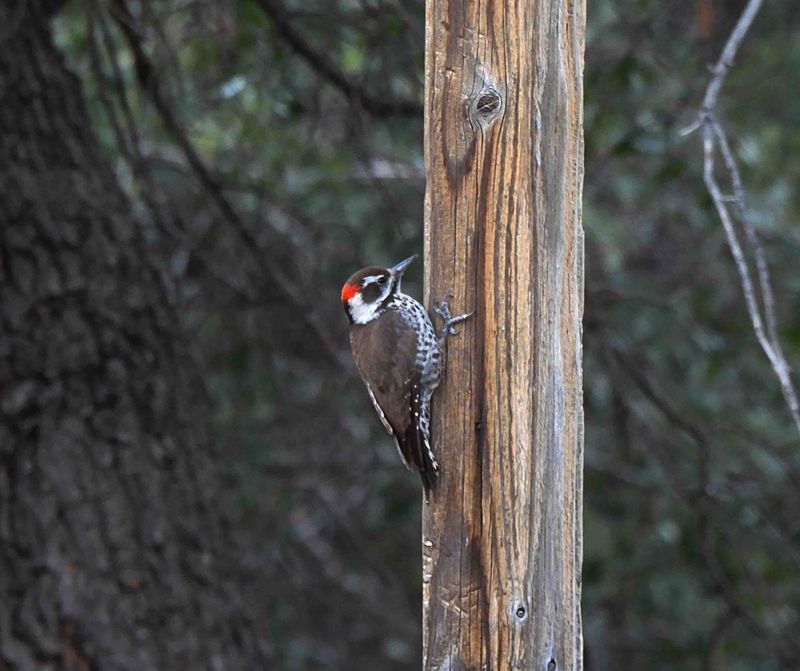 ARIZONA WOODPECKER ( Male ) . THE SANTA RITA LODGE . ARIZONA . USA . 18.3.24.jpg