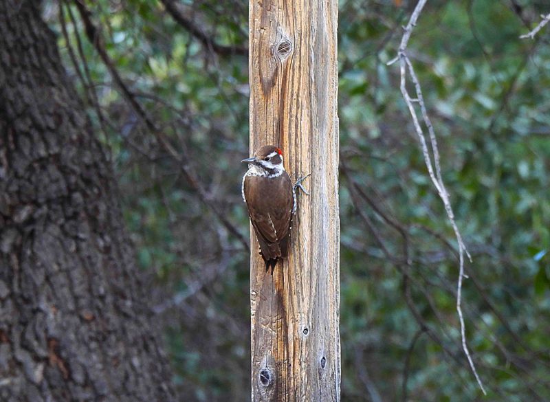 ARIZONA WOODPECKER ( Male ) .THE SANTA RITA LODGE . ARIZONA USA . 18.3.24 ..jpg
