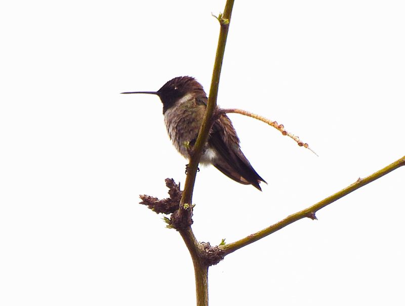 BLACK-CHINNED HUMMINGBIRD . THE RIPARIAN PRESERVE . GILBERT . ARIZONA . USA . 23.3.24.jpg