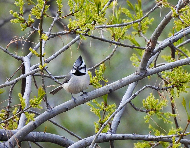 BRIDLED TITMOUSE . THE SANTA RITA LODGE . ARIZONA . USA . 18.3.24..jpg