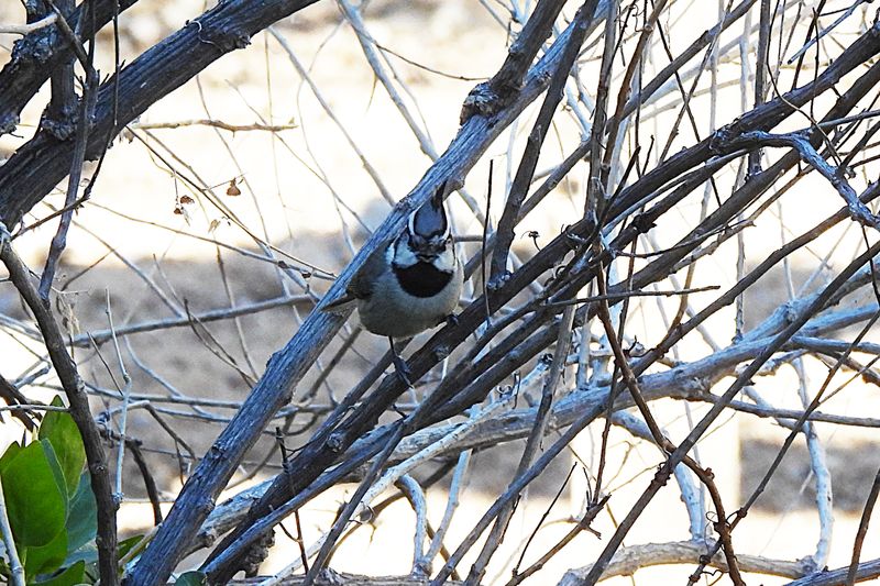 BRIDLED TITMOUSE . THE SANTA RITA LODGE . ARIZONA . USA . 19.3.24.jpg
