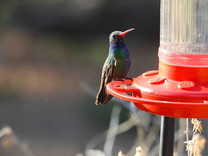 BROAD-BILLED HUMMINGBIRD . THE SANTA RITA LODGE . ARIZONA . USA . 18.3.24..jpg