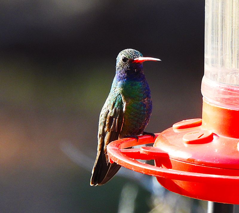 BROAD-BILLED HUMMINGBIRD . THE SANTA RITA LODGE . ARIZONA . USA 18.3.24 ..jpg