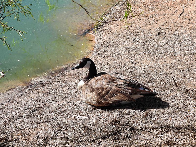 CANADA GOOSE . THE RIPARIAN PRESERVE . GILBERT . ARIZONA . USA . 25.3.24.jpg