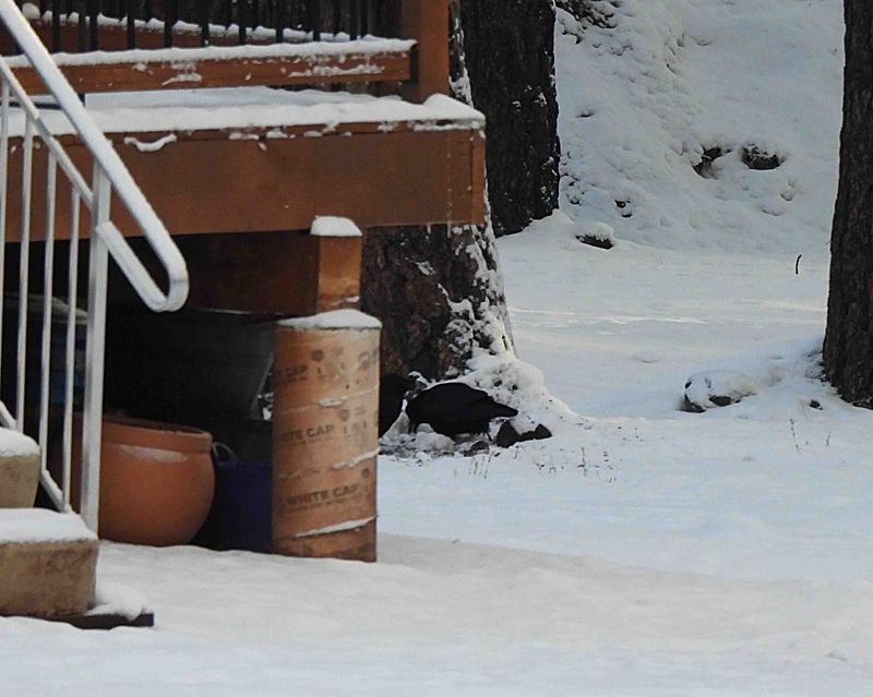 CHIHUAHUAN RAVEN . ELK MEADOW COTTAGE . ARIZONA . USA . 16.3.24.jpg