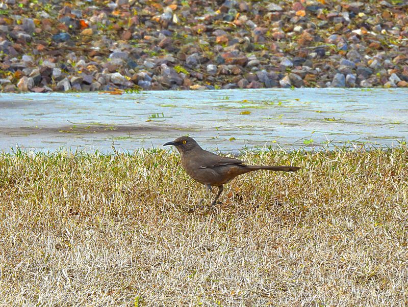 CURVE-BILLED THRASHER . LAYTON LAKES PARK . GILBERT . ARIZONA . U.S.A . 15 . 3 . 24.jpg