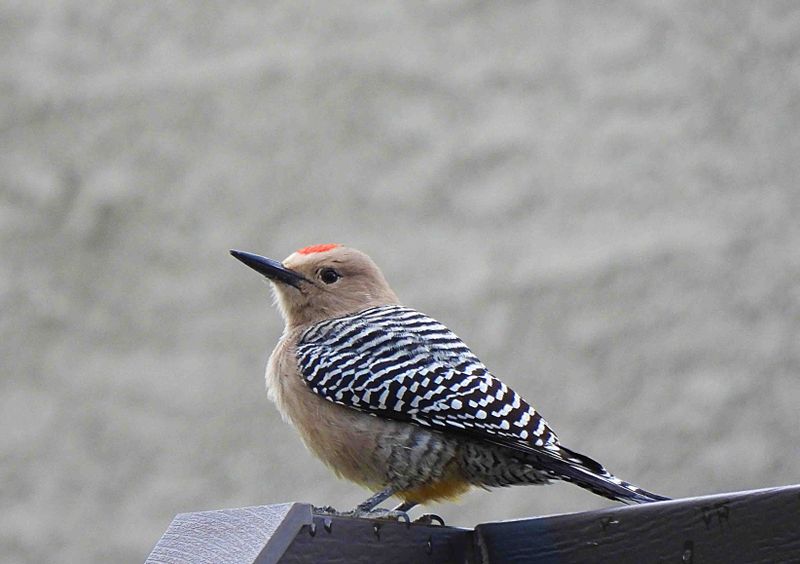 GILA WOODPECKER . LAYTON LAKES PARK . GILBERT . ARIZONA . USA . 24.3.24.jpg