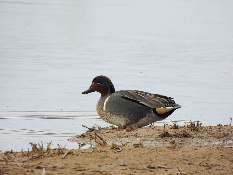 GREEN-WINGED TEAL . THE RIPARIAN PRESERVE . GILBERT . ARIZONA . USA . 23.3.24.jpg