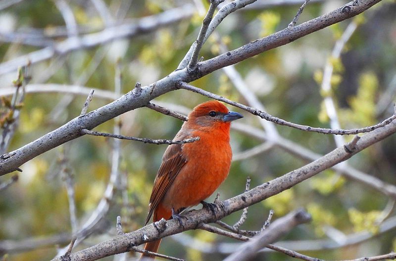 HEPATIC TANAGER . THE SANTA RITA LODGE . ARIZONA . USA . 18 . 3 . 24.jpg