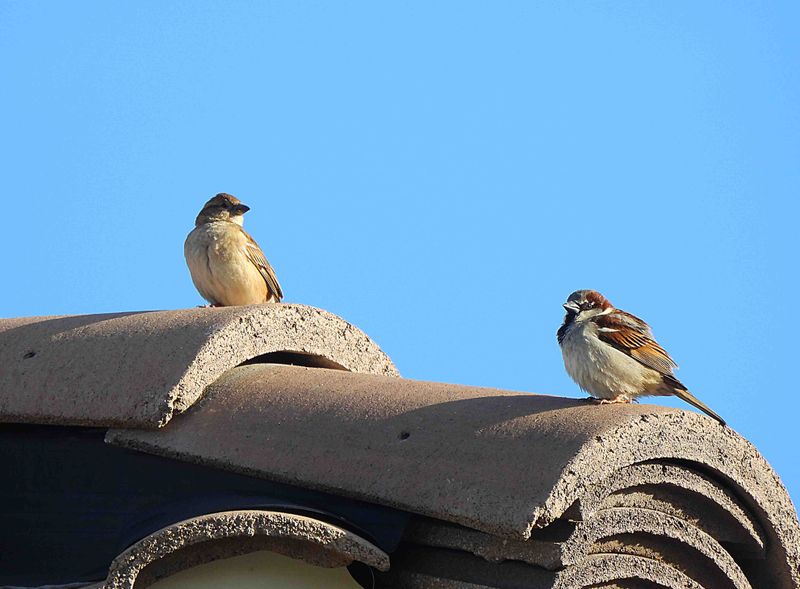HOUSE SPARROW . LAYTON LAKES PARK . GILBERT . ARIZONA . USA . 18.3.24.jpg