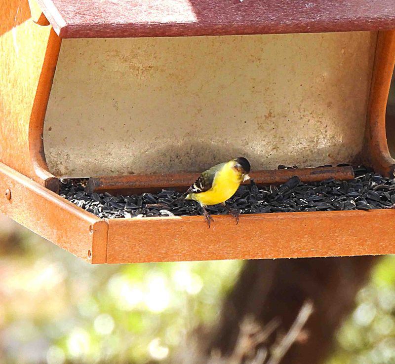 LESSER GOLDFINCH . THE SANTA RITA LODGE . ARIZONA . USA . 18.3.24.jpg