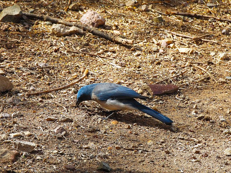 MEXICAN JAY . THE SANTA RITA LODGE . ARIZONA . USA . 18 . 3 . 24.jpg