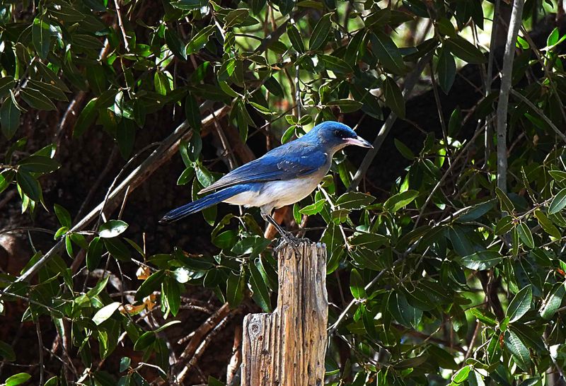 MEXICAN JAY . THE SANTA RITA LODGE . ARIZONA . USA . 18.3.24...jpg