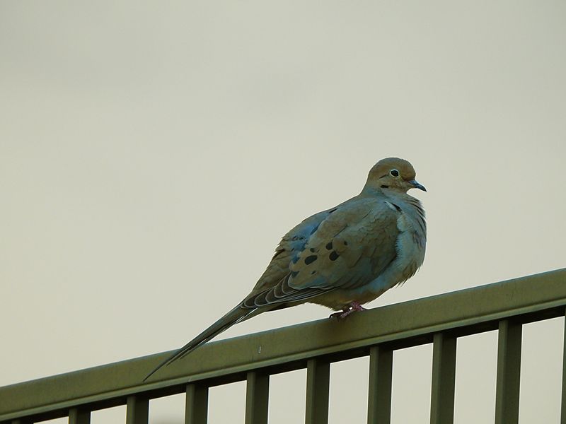 MOURNING DOVE . LAYTON LAKES PARK . GILBERT . ARIZONA . U.S.A . 15 . 3 . 24.jpg