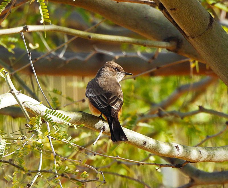 SAY`S PHOEBE . LAYTON LAKES PARK . GILBERT . ARIZONA . 18.3.24..jpg