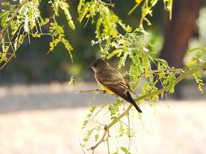 SAY`S PHOEBE . LAYTON LAKES PARK . GILBERT . ARIZONA . USA . 18.3.24.jpg