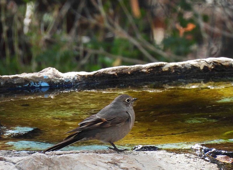 TOWNSEND`S SOLITAIRE . THE SANTA RITA LODGE . ARIZONA . USA . 18.3.24..jpg