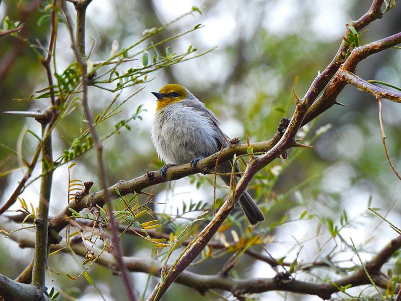 VERDIN . LAYTON LAKES PARK . GILBERT . ARIZONA . U.S.A . 15 . 3 . 24.jpg