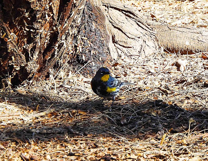 YELLOW -RUMPED WARBLER ( Male ) . THE RIPARIAN PRESERVE . GILBERT . ARIZONA . USA . 25.3.24.jpg