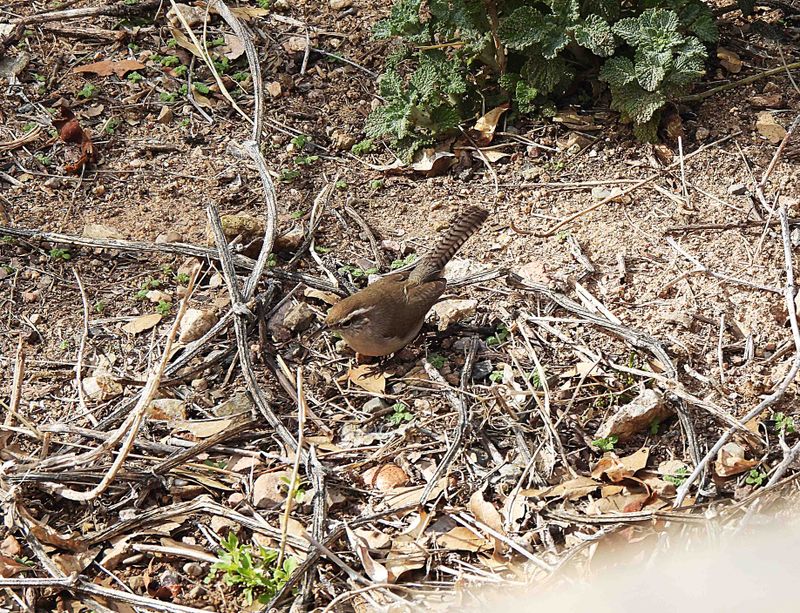 BEWICK`S WREN . THE SATA RITA LODGE . ARIZONA . USA . 18.3.24.jpg