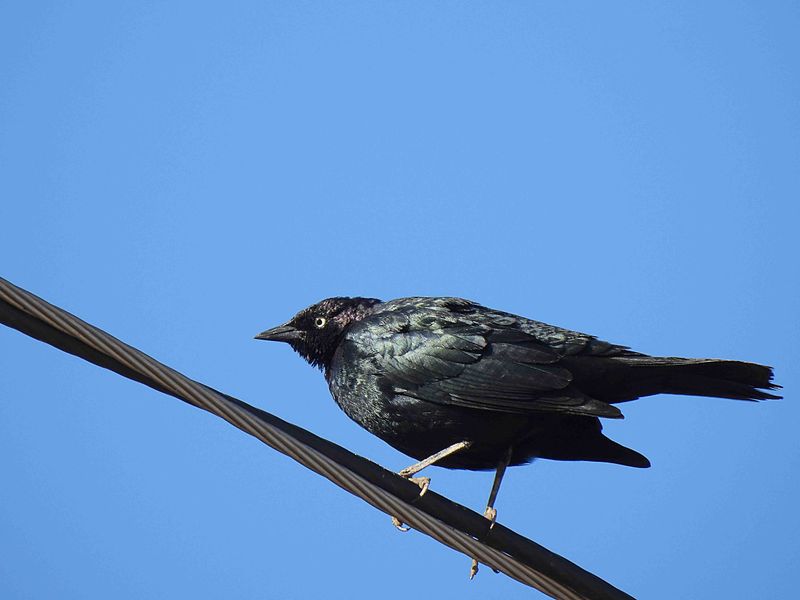 BREWERS BLACKBIRD . THE LUNA CAFE . MARANA . ARIZONA . USA . 22.3.24.jpg