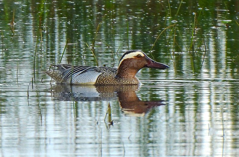 GARGANEY . THE EXMINSTER MARSHES . DEVON . 4 / 5 / 2024