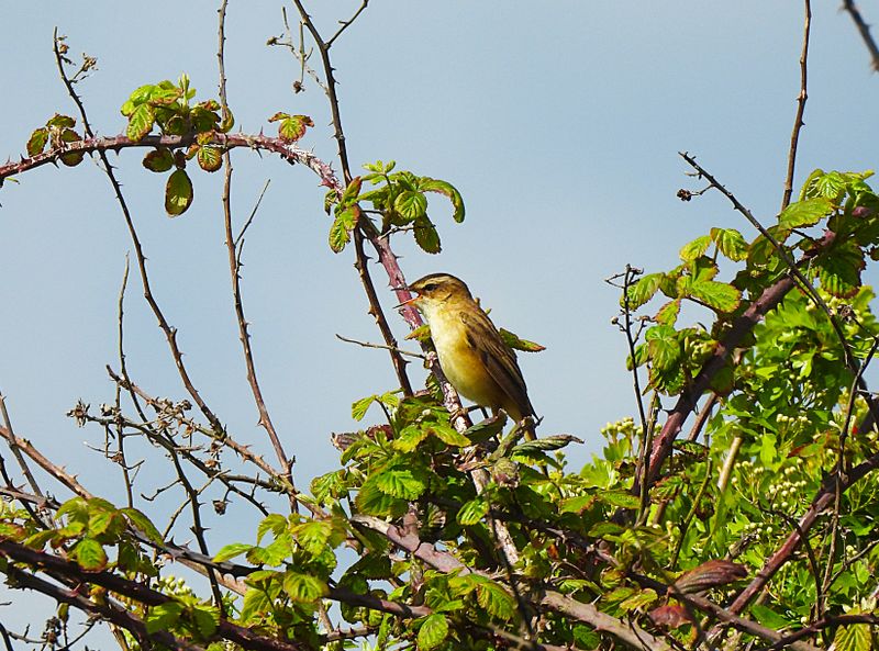SEDGE WARBLER . THE EXMINSTER MARSHES . DEVON . 4 / 5 / 2024