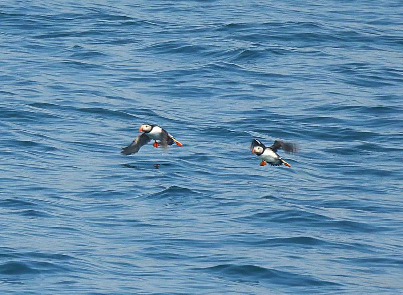 ATLANTIC PUFFIN . LUNDY ISLAND . DEVON . 12 / 5 / 2024