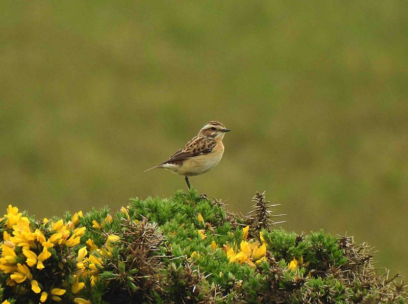 WHINCHAT ( Female ) . LUNDY ISLAND . DEVON . 12/5/24