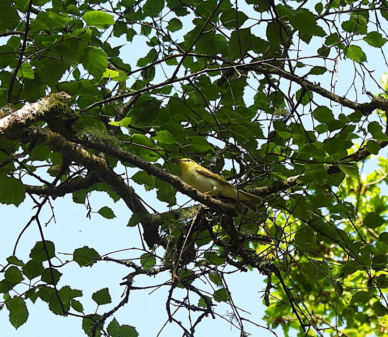 WOOD WARBLER . VENFORD RESERVOIR . DEVON . 21/5/24