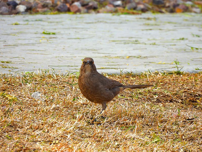 CURVE-BILLED THRASHER . LAYTON LAKES PARK . GILBERT . ARIZONA . U.S.A . 15 . 3 . 24 ..jpg