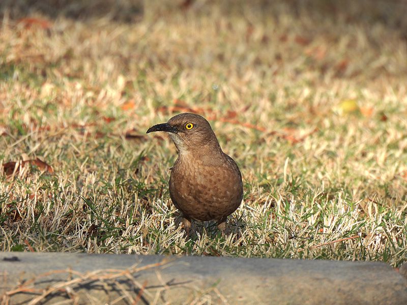 CURVE-BILLED THRASHER . LAYTON LAKES PARK . GILBERT . ARIZONA . USA . 18 . 3 . 24.jpg