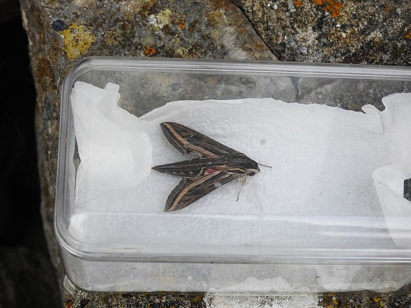 SILVER-STRIPED HAWKMOTH . PORTLAND OBS . DORSET . 29 . 10 . 2024.jpg