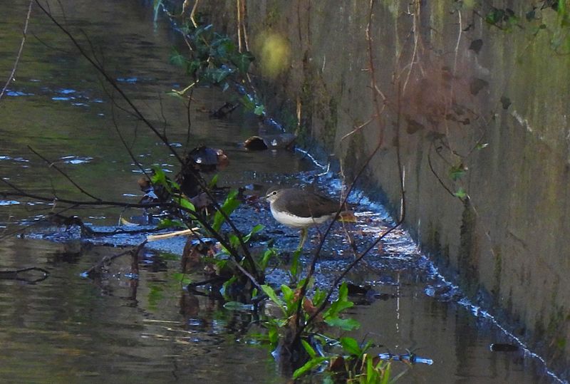 GREEN SANDPIPER . LUDWELL VALLEY C P . EXEER . DEVON