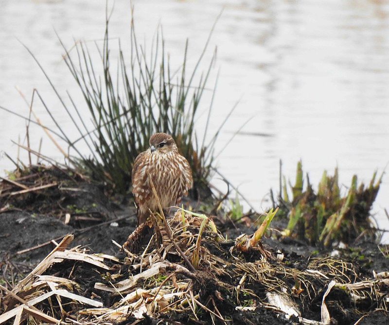 MERLIN . GREYLAKE . SOMERSET . 11/2/25