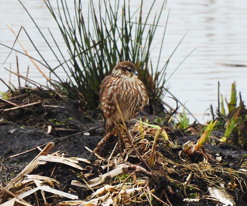 MERLIN . GREYLAKE . SOMERSET . 11 / 2 / 2025