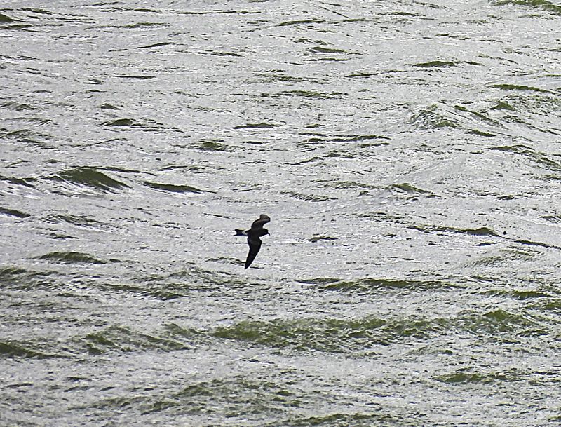 LEACHE`S PETREL . CHEDDAR RESERVOIR . SOMERSET . 4 / 10 / 2025