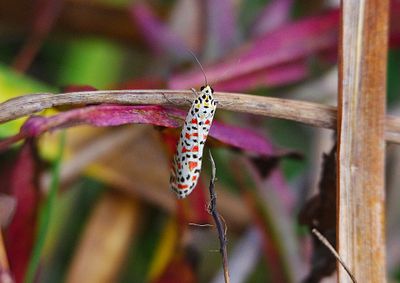 CRIMSON SPECKLED FOOTMAN . DAWLISH WARREN . DEVON . 29 / 10 / 2022