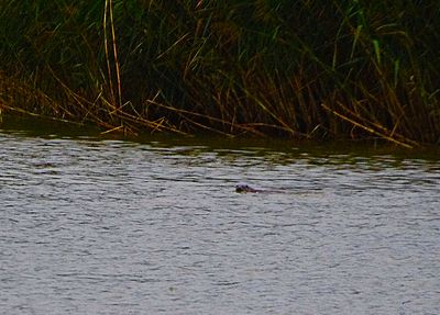 OTTER . BOWLING GREEN MARSH . TOPSHAM . DEVON . 1  11 / 2022
