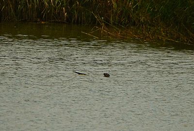 OTTER . BOWLING GREEN MARSH . TOPSHAM . DEVON . 1 / 11 / 2022