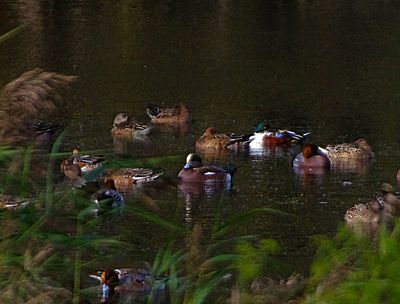 AMERICAN WIGEON . MEARE HEATH . SOMERSET . 1 / 11 / 2022