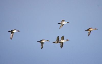 Northern Pintail . Anas acuta