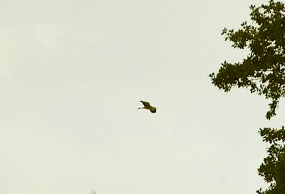 PURPLE HERON . BOWLING GREEN MARSH . TOPSHAM . DEVON . 3 / 11 / 2022
