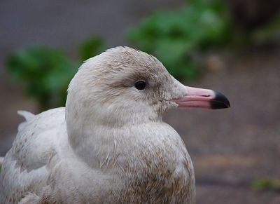 GLAUCOUS GULL . EXETER QUAY . DEVON . 7 / 11 / 2022