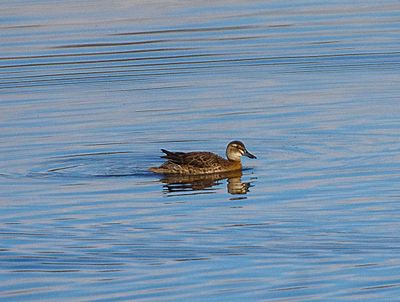 GARGANEY ( Female ) . BOWLING GREEN MARSH . TOPSHAM . DEVON . 17 / 11 / 2022