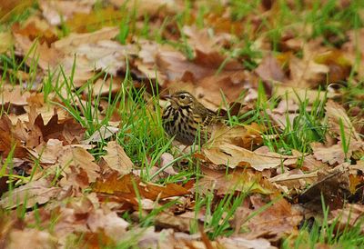 OLIVE-BACKED PIPIT . PHEAR PARK . EXMOUTH . DEVON . 13 / 12 / 2022