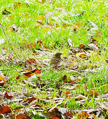 OLIVE-BACKED PIPIT . PHEAR PARK . EXMOUTH . DEVON . 12 / 12 / 2022