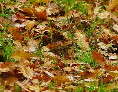 OLIVE-BACKED PIPIT . PHEAR PARK . EXMOUTH . DEVON . 13 / 12 / 2022